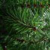 imageGoplus 3ft Tabletop Mini Christmas Tree Artificial Small Christmas Tree with 96 PVC Branch Tips Cloth Bag Base Green Spruce Xmas Tree for Home Office Decoration No Assembly Required3ft