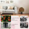imageGoplus 22 Artificial Boxwood Topiary Ball Tree Set of 2 UV Resistant Faux Potted Plants Artificial Shrubs Bushes with Orange Fruits Fake Evergreen Artificial Topiary for Home Front Porch DecorRose