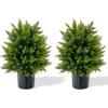 Cedar Tree