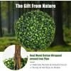 imageGoplus 3 Ft Artificial Boxwood Topiary Tree Fake Greenery Plants Triple Ball Tree Leaves ampamp CementFilled Plastic Flower Pot Decorative Trees for Home Office Indoor and Outdoor Use2